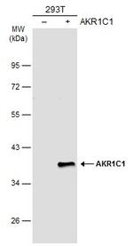 AKR1C1 Antibody in Western Blot (WB)