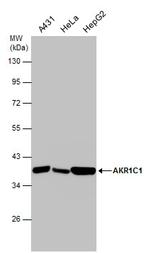 AKR1C1 Antibody in Western Blot (WB)