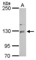NCKAP1 Antibody in Western Blot (WB)