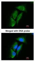 DPP3 Antibody in Immunocytochemistry (ICC/IF)