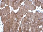 DPP3 Antibody in Immunohistochemistry (Paraffin) (IHC (P))