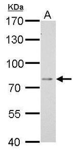 DPP3 Antibody in Western Blot (WB)