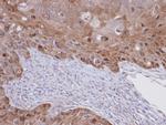 IDI1 Antibody in Immunohistochemistry (Paraffin) (IHC (P))