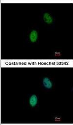 FHL5 Antibody in Immunocytochemistry (ICC/IF)