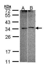 FHL5 Antibody in Western Blot (WB)