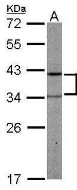 PRPSAP2 Antibody in Western Blot (WB)
