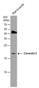 Caveolin 2 Antibody in Western Blot (WB)