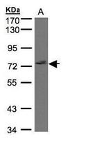 GIMAP8 Antibody in Western Blot (WB)