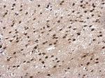 POLR2G Antibody in Immunohistochemistry (Paraffin) (IHC (P))