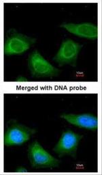 SERPINA7 Antibody in Immunocytochemistry (ICC/IF)