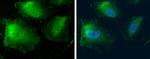 MTAP Antibody in Immunocytochemistry (ICC/IF)