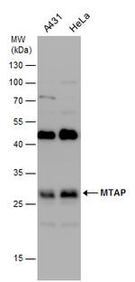 MTAP Antibody in Western Blot (WB)