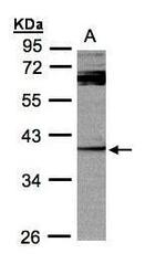 DUSP7 Antibody in Western Blot (WB)