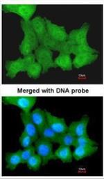 ZPR1 Antibody in Immunocytochemistry (ICC/IF)