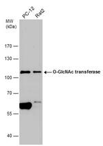 OGT Antibody in Western Blot (WB)