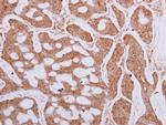 TCP-1 epsilon Antibody in Immunohistochemistry (Paraffin) (IHC (P))