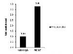 MCM7 Antibody in ChIP Assay (ChIP)