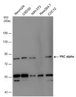 PKC alpha Antibody in Western Blot (WB)