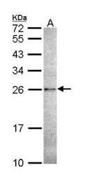 Caspase 14 Antibody in Western Blot (WB)