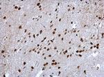 Cyclin T2 Antibody in Immunohistochemistry (Paraffin) (IHC (P))