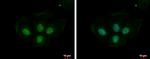 PRPS1L1 Antibody in Immunocytochemistry (ICC/IF)