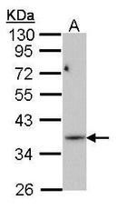 PRPS1L1 Antibody in Western Blot (WB)