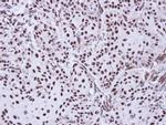 Apoptosis-Enhancing Nuclease Antibody in Immunohistochemistry (Paraffin) (IHC (P))