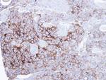 Intestinal Alkaline Phosphatase Antibody in Immunohistochemistry (Paraffin) (IHC (P))