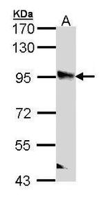 PPFIBP2 Antibody in Western Blot (WB)