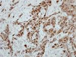 Ataxin 3 Antibody in Immunohistochemistry (Paraffin) (IHC (P))