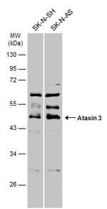 Ataxin 3 Antibody in Western Blot (WB)