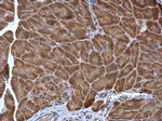 PDIR Antibody in Immunohistochemistry (Paraffin) (IHC (P))