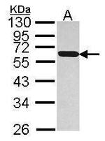 PDIR Antibody in Western Blot (WB)