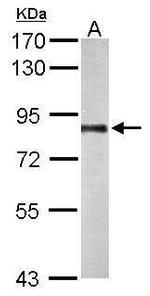 PNPase Antibody in Western Blot (WB)