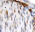 OS9 Antibody in Immunohistochemistry (Paraffin) (IHC (P))