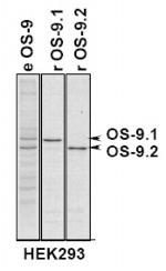 OS9 Antibody in Immunoprecipitation (IP)