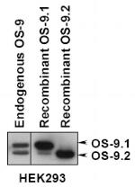 OS9 Antibody in Western Blot (WB)