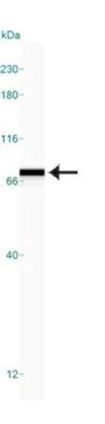 GRP78 Antibody in Western Blot (WB)