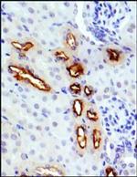 GLUT9 Antibody in Immunohistochemistry (Paraffin) (IHC (P))