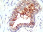 cIAP2 Antibody in Immunohistochemistry (Paraffin) (IHC (P))