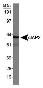 cIAP2 Antibody in Western Blot (WB)