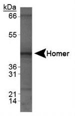 HOMER1 Antibody in Western Blot (WB)