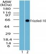 FZD10 Antibody in Western Blot (WB)