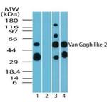 VANGL2 Antibody in Western Blot (WB)