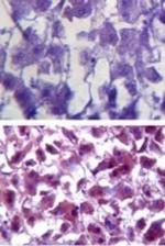 SOD1 Antibody in Immunohistochemistry (Paraffin) (IHC (P))