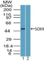 SOX9 Antibody in Western Blot (WB)