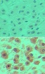 OCT1 (POU2F1) Antibody in Immunohistochemistry (Paraffin) (IHC (P))