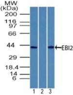 GPR183 Antibody in Western Blot (WB)