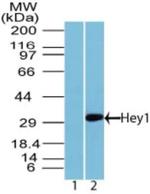 HEY1 Antibody in Western Blot (WB)