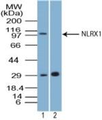 NLRX1 Antibody in Western Blot (WB)